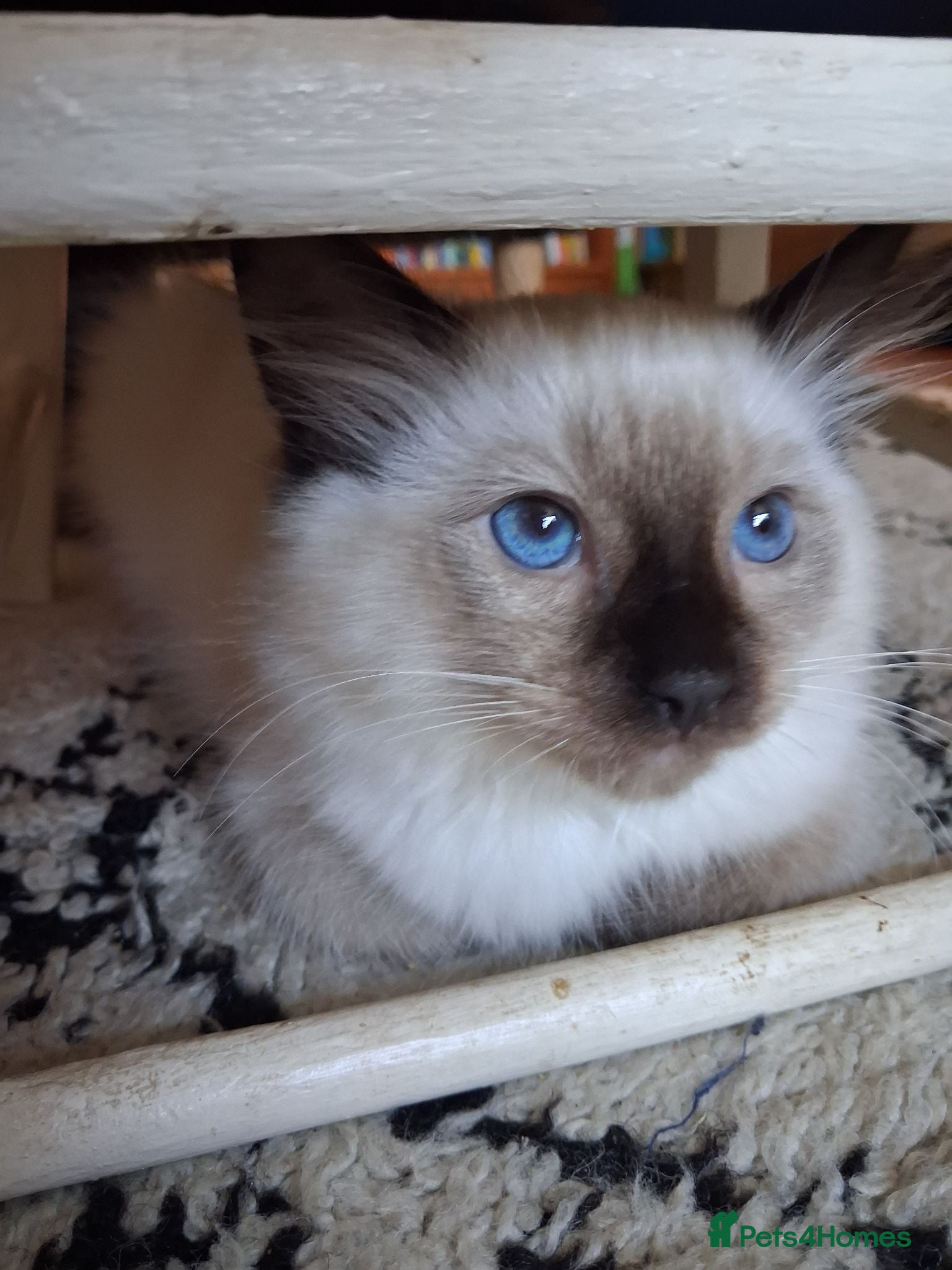 Ragdoll cats Ragdoll kittens * 1 left * Seal Point male - Advert 3