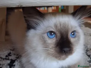 Ragdoll cats Ragdoll kittens * 1 left * Seal Point male - Advert 3