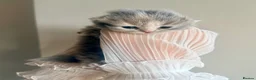 British Longhair cats for sale: Blue tortie lh girl *health checked*TICA reg* - Advert 5