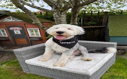 Old English Sheepdog dogs for stud: KC registered Old English Sheepdog for stud in Consett - Image 3