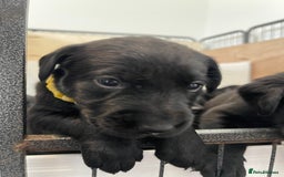 Labrador Retriever dogs for sale: Beautiful KC Black Female Pups  - Image 13