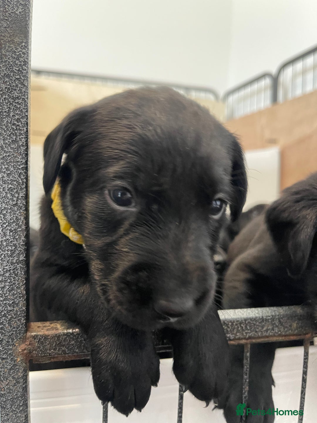 Labrador Retriever dogs for sale: Beautiful KC Black Female Pups  - Image 13