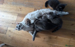 Mixed Breed cats for sale: 4 Sweet kittens!! - Image 9