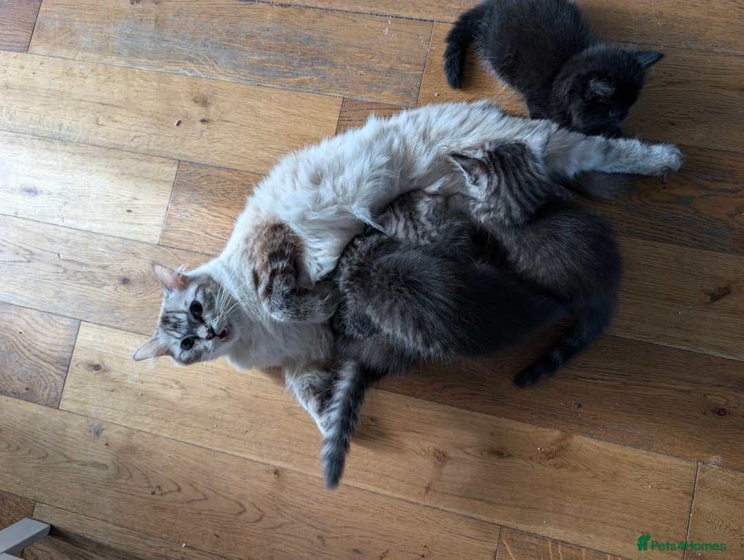 Mixed Breed cats for sale: 4 Sweet kittens!! - Image 9