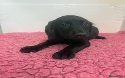 Cockerdor dogs for sale: Gorgeous Cockador Girls - Image 19
