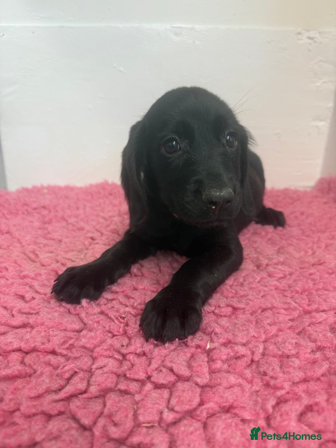 Cockerdor dogs for sale: Gorgeous Cockador Girls - Image 19
