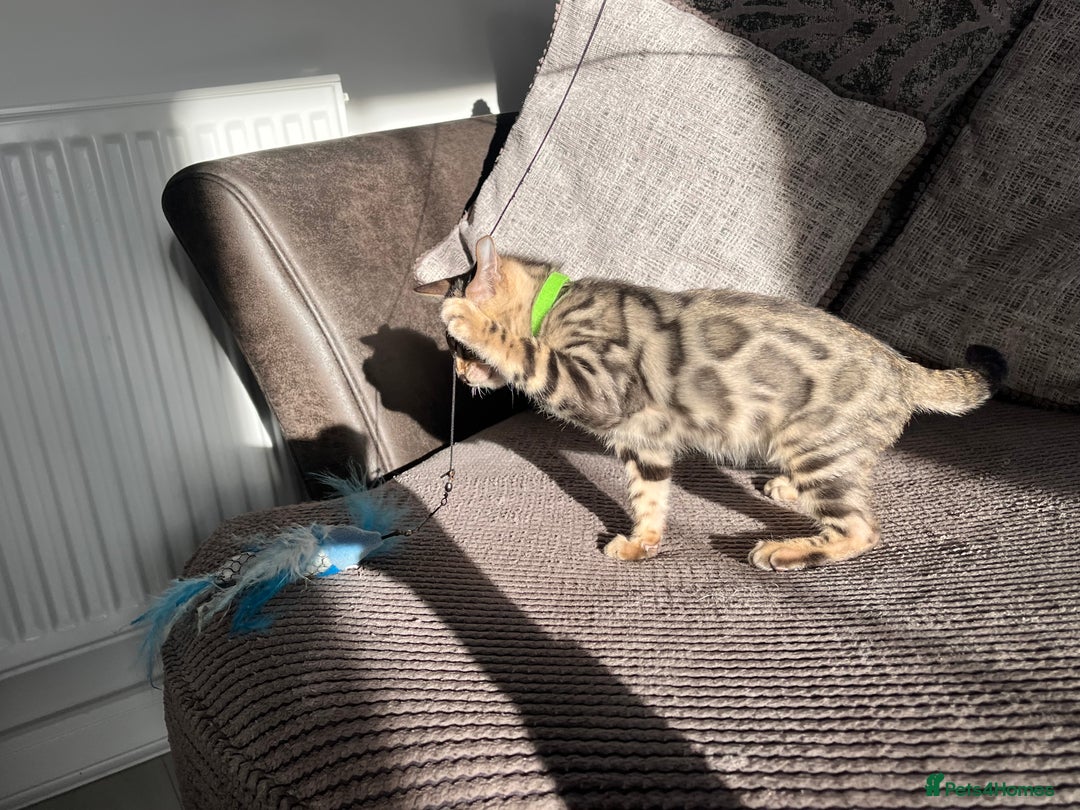 Bengal cats for sale: Stunning full pedigree bengal kittens  - Image 21