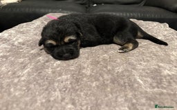 Mixed Breed dogs for sale: Beautiful German shepherd puppies for sale  - Image 7