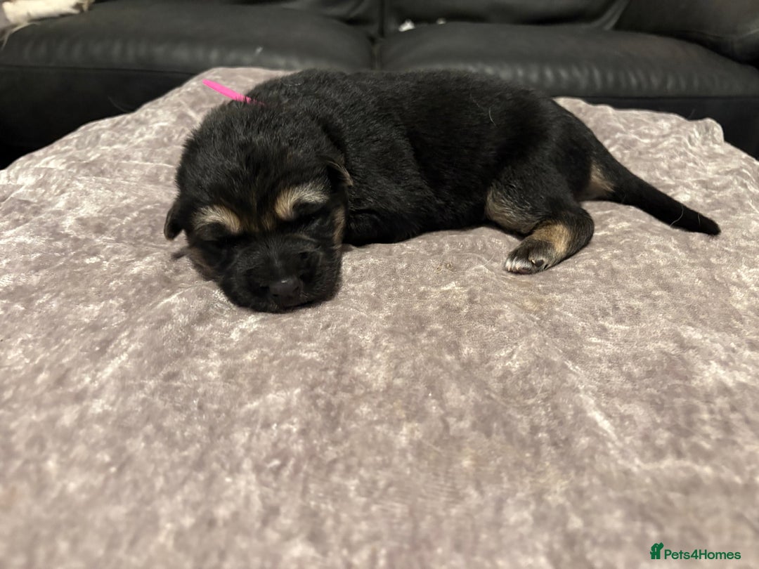 Mixed Breed dogs for sale: Beautiful German shepherd puppies for sale  - Image 7
