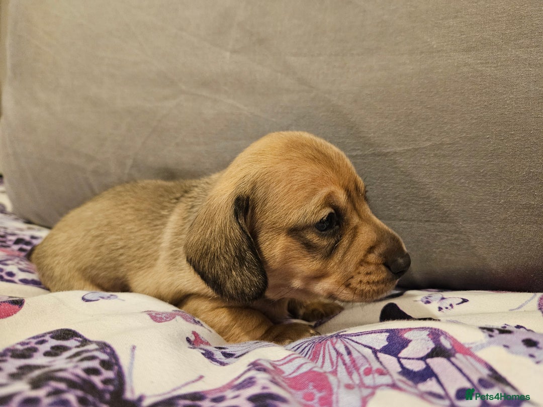 Miniature Dachshund dogs for sale: Miniature Daschund. *2 left* - Advert 8