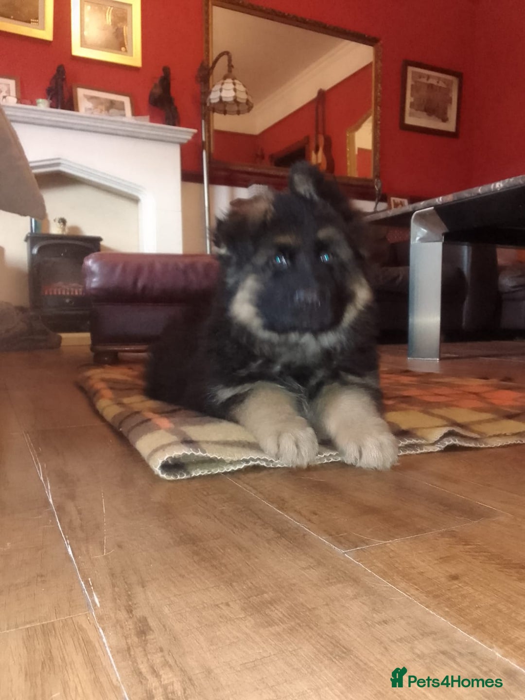 German Shepherd dogs for sale: German shepherd pups for sale  - Image 15