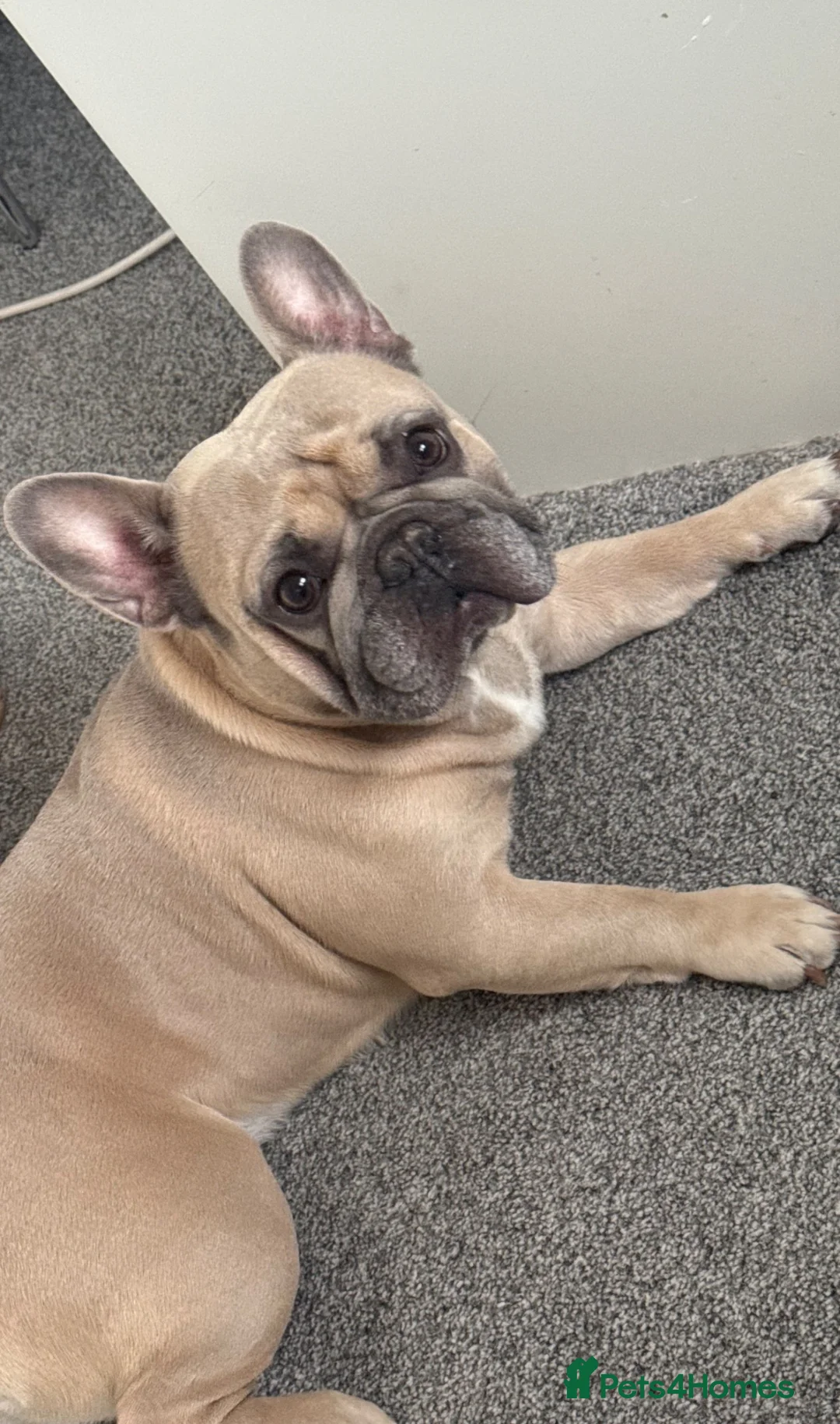 French Bulldog dogs for sale: 4 year old male French Bulldog  in Pontefract - Advert 7