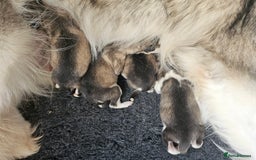 Alaskan Malamute dogs for sale: Alaskan Malamute puppies  - Image 5