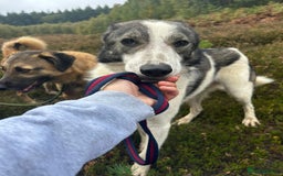 Mixed Breed dogs for adoption: Matteo - Norwich Norfolk  - Image 13
