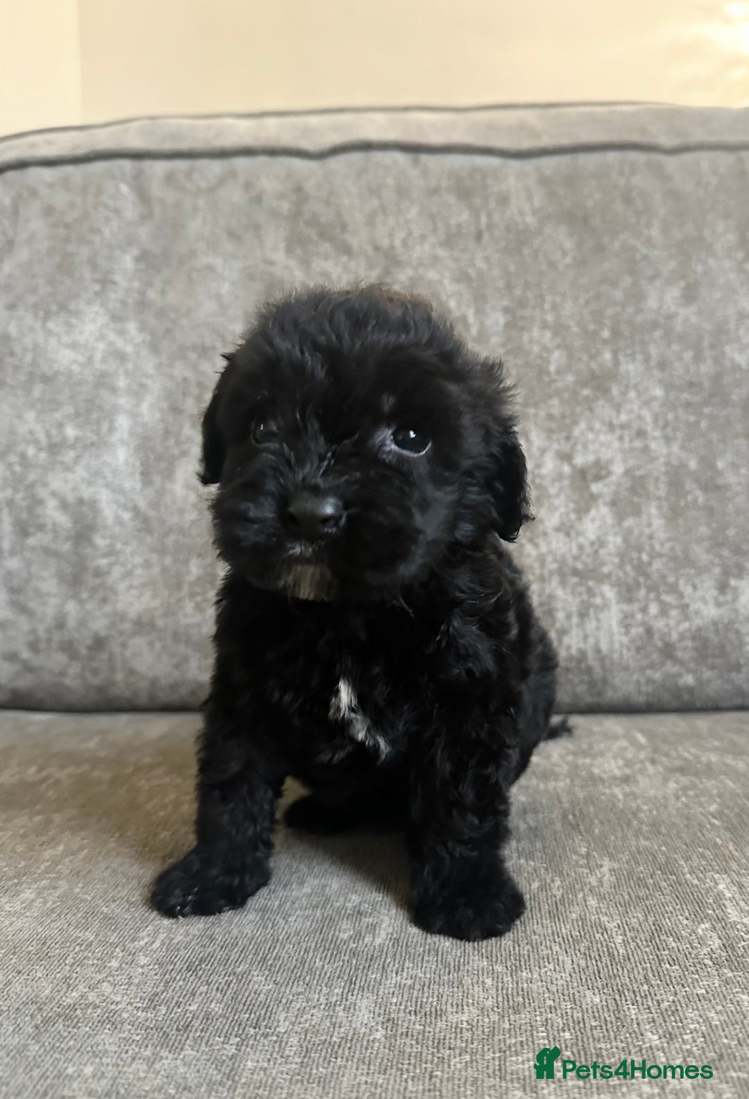 Cockapoo dogs for sale: Cockapoos looking for forever homes - Advert 28