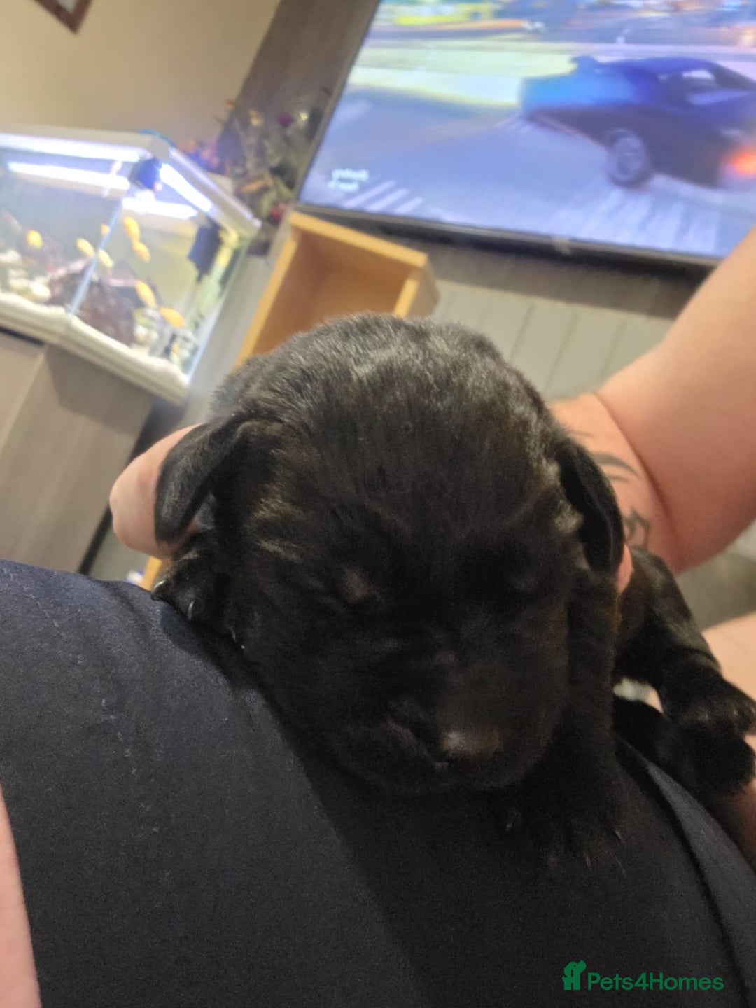 Labrador Retriever dogs for sale: Kc registered labrador  - Advert 6