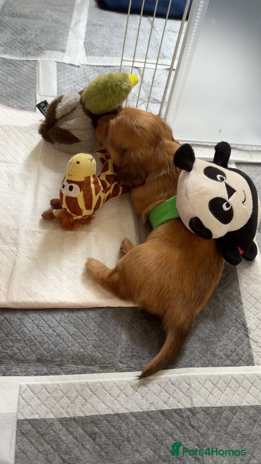 Miniature Dachshund dogs for sale: Miniature dachshunds - READY TO GO - Image 8