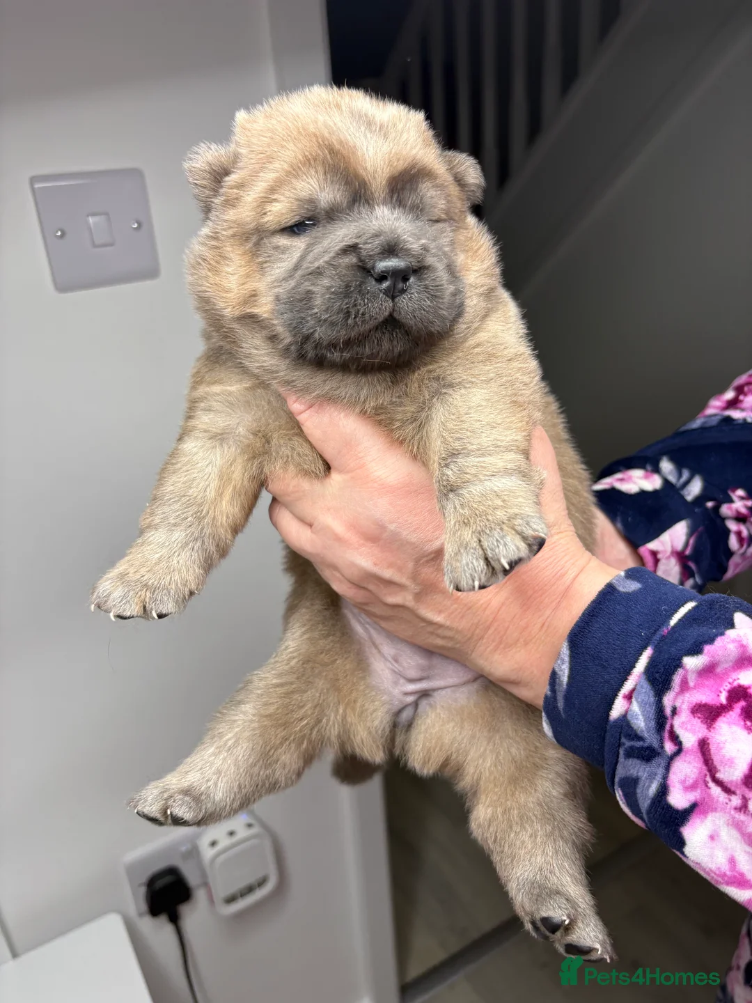Chow Chow dogs for sale: 4 gorgeous chow chow’s - Advert 7