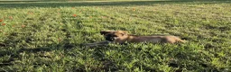 German Shepherd dogs for sale: Working line german shepherd puppies - Advert 7