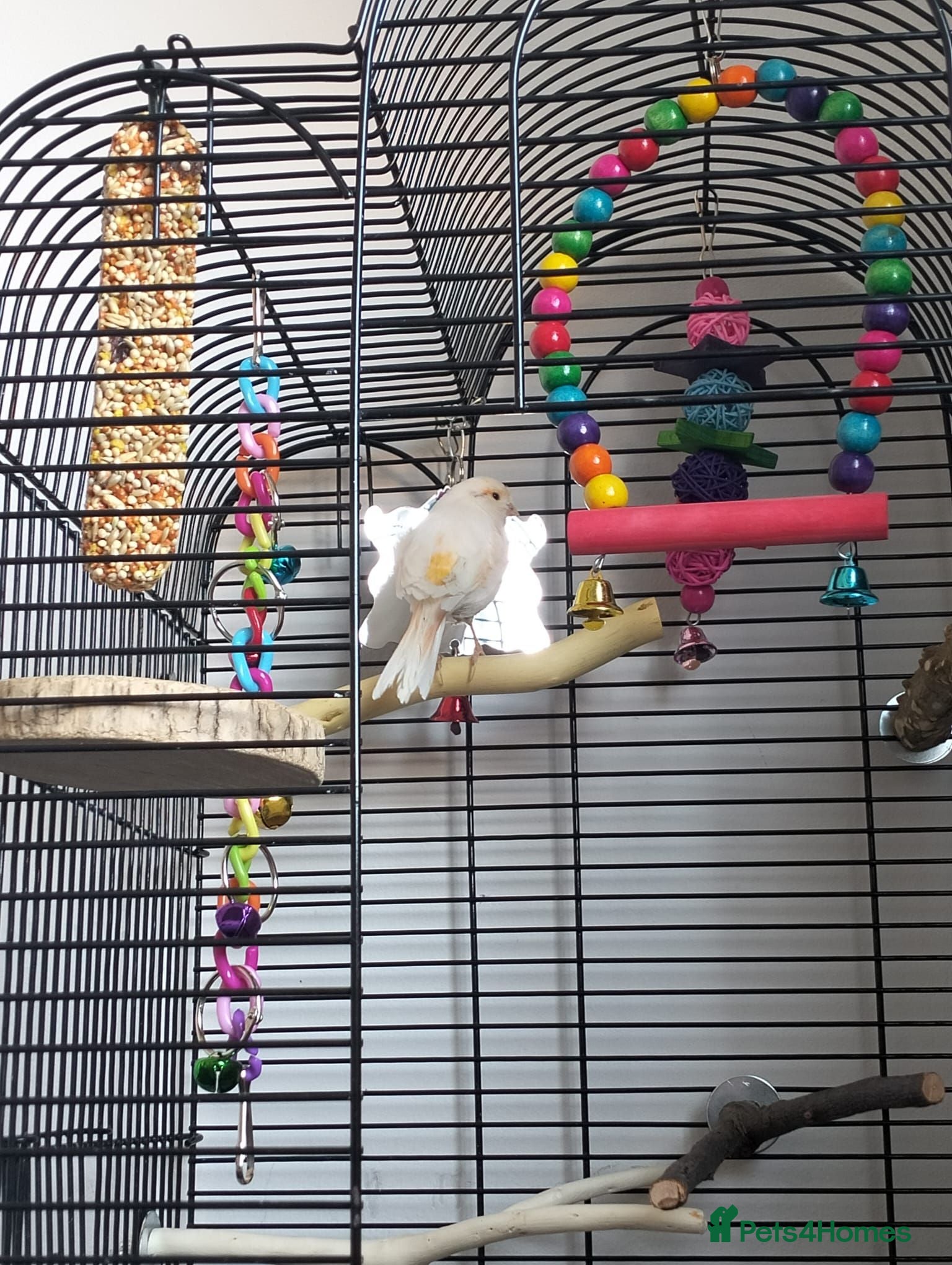 Canaries birds Beautiful baby canary and cage - Advert 3