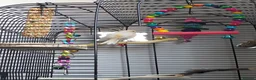 Canaries birds for sale: Beautiful baby canary and cage in Newcastle upon Tyne - Advert 1