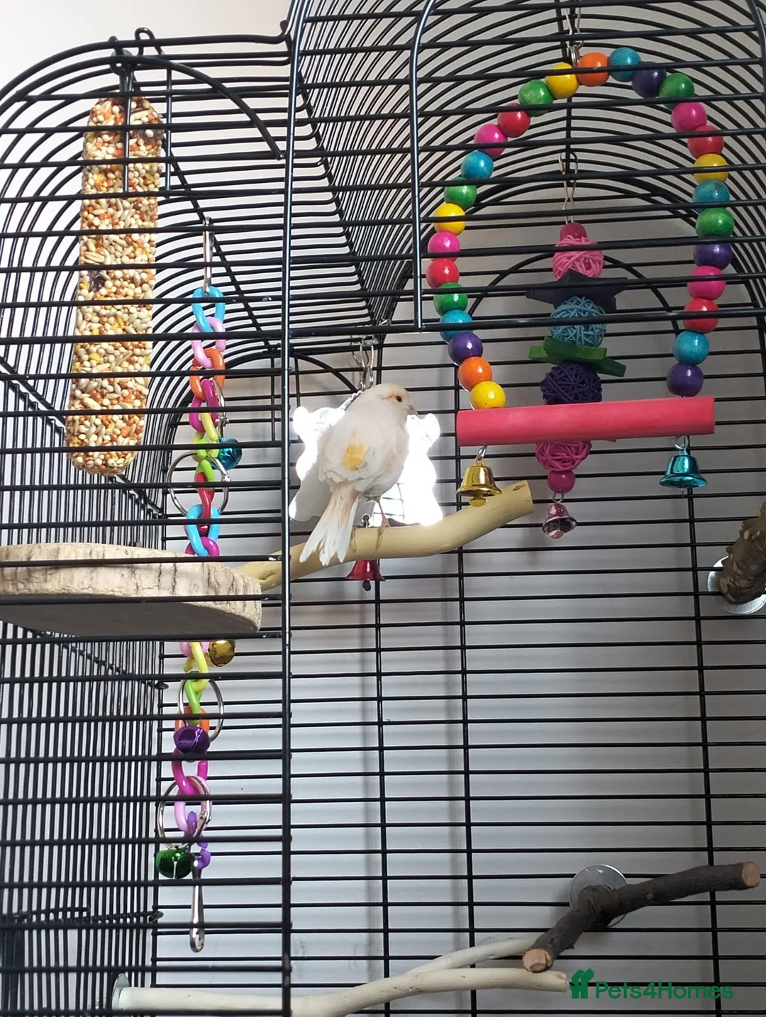 Canaries birds for sale: Beautiful baby canary and cage in Newcastle upon Tyne - Advert 1