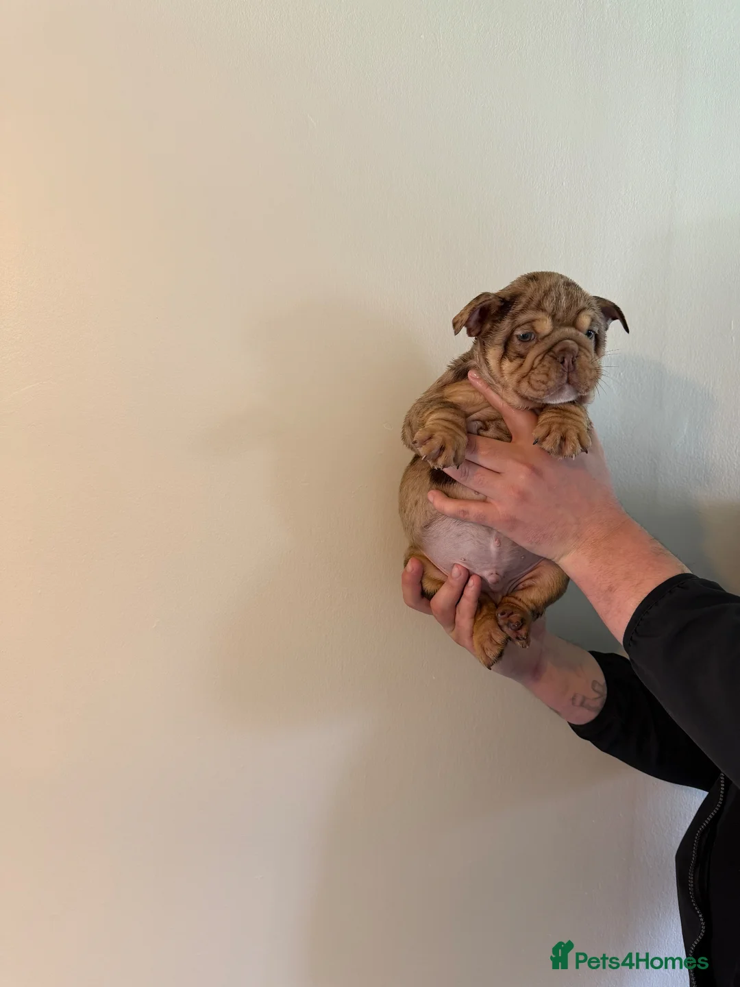 English Bulldog dogs for sale: English bulldog boy chocolate Merle  in Newton Aycliffe - Advert 10