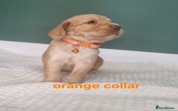 Cocker Spaniel dogs for sale: Beautiful cocker spaniel puppies - Image 34