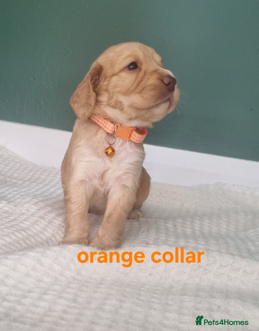 Cocker Spaniel dogs for sale: Beautiful cocker spaniel puppies - Image 34