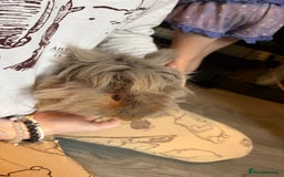 Guinea Pig rodents for sale: Male guinea pigs all different breeds  - Image 3