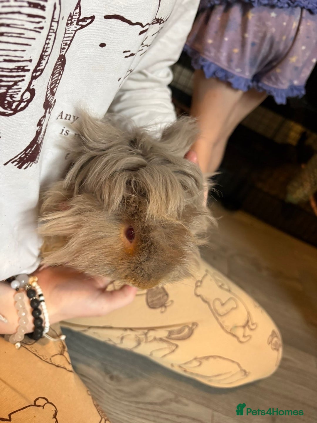 Guinea Pig rodents for sale: Male guinea pigs all different breeds  - Image 3