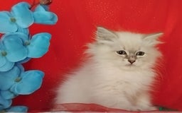 Siberian cats for sale: Siberian kittens for sale  - Image 14