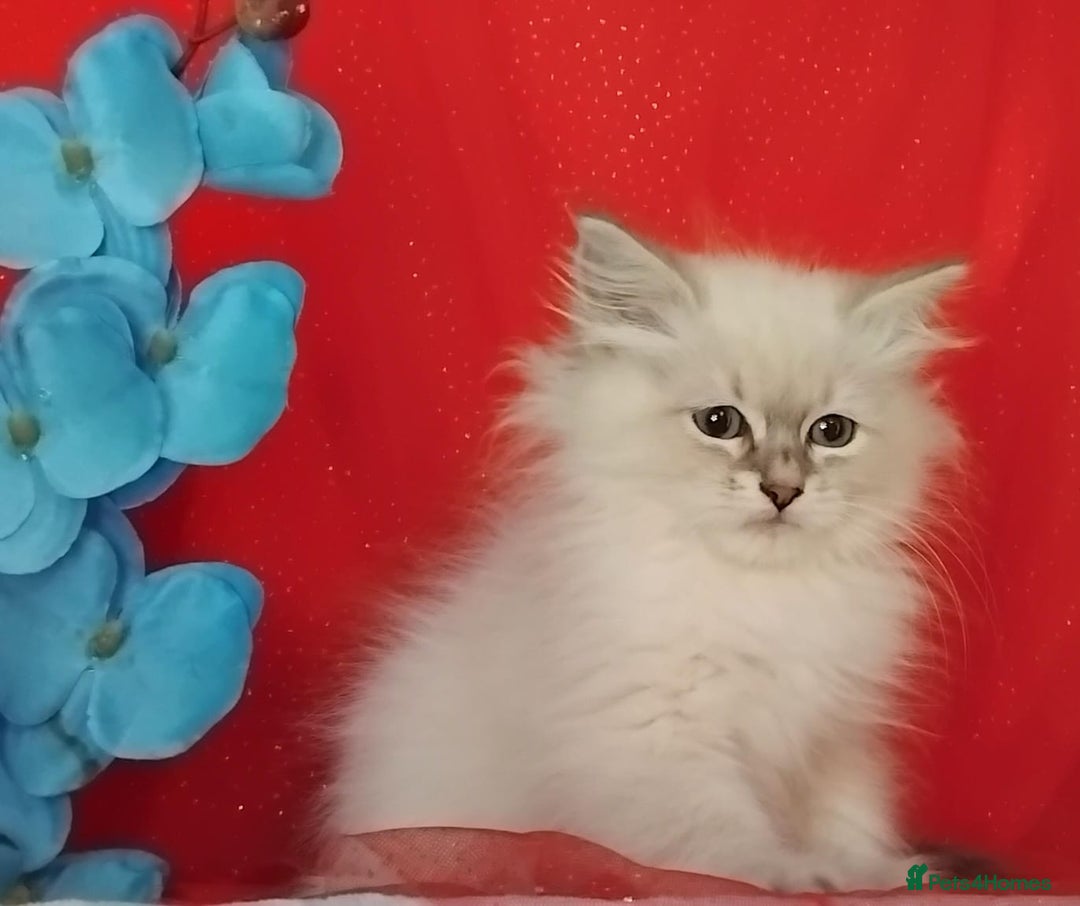 Siberian cats for sale: Siberian kittens for sale  - Image 14