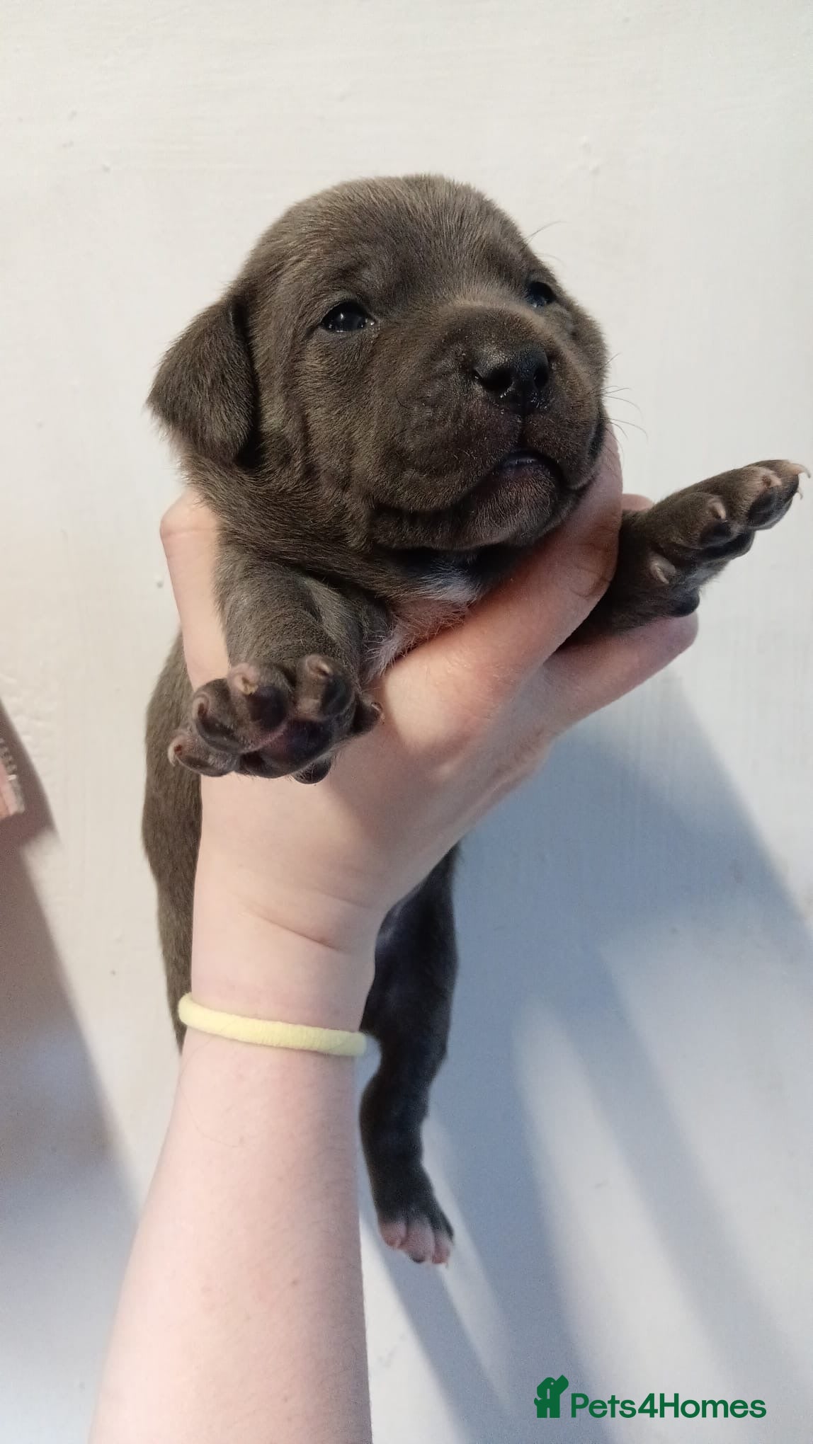 Staffordshire Bull Terrier dogs Blue Staffordshire bull terrier puppies  - Advert 4