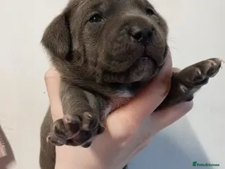 Staffordshire Bull Terrier dogs Blue Staffordshire bull terrier puppies - Advert 4