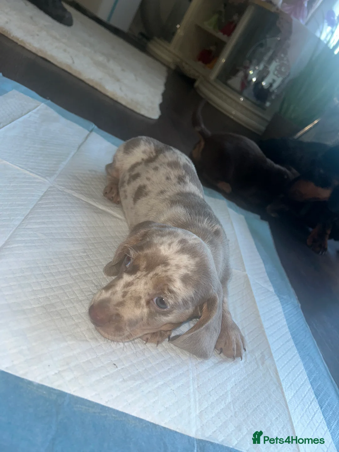 Miniature Dachshund dogs for sale: Miniature Dachshund Puppies - Advert 2