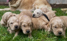 Golden Retriever dogs for sale: OUTSTANDING PEDIGREE GOLDEN RETRIVER PUPPIES KC - Image 12