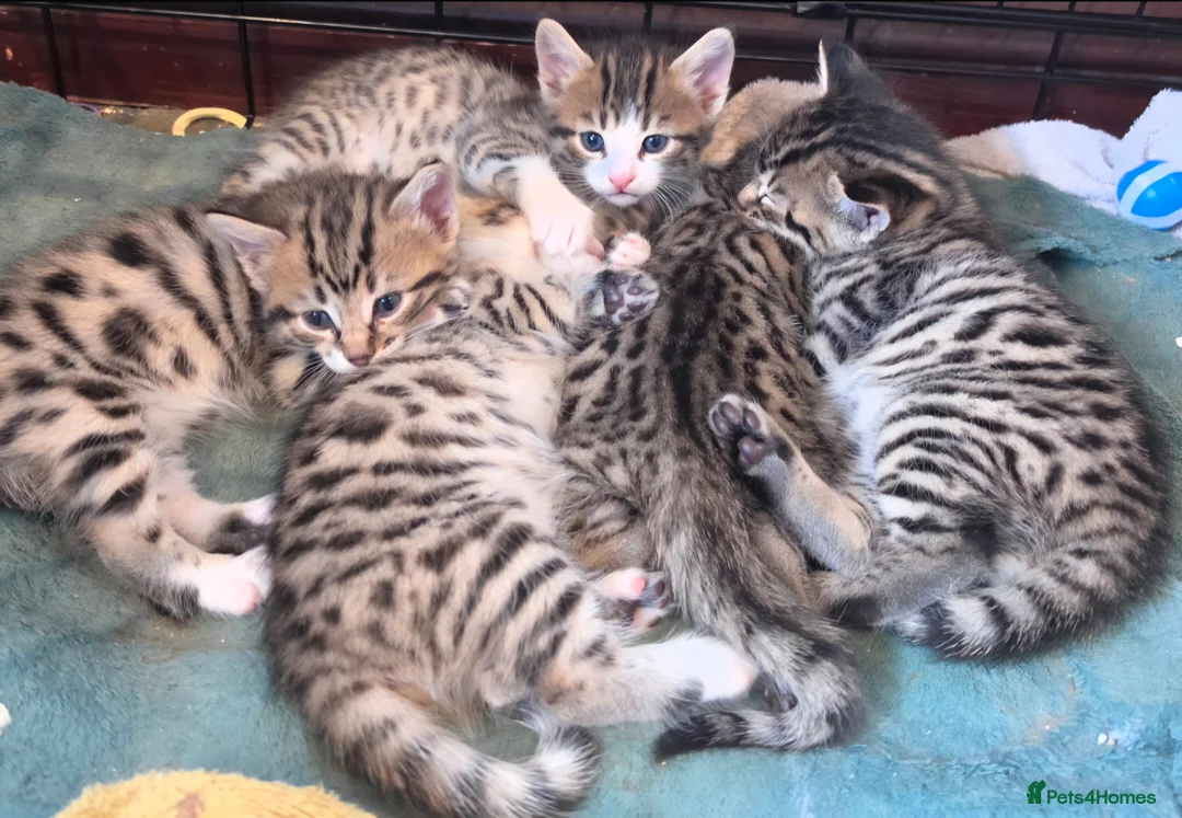 Bengal cats for sale: Beautiful Bengal cross kittens  - Advert 1