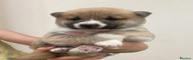 Japanese Shiba Inu 3