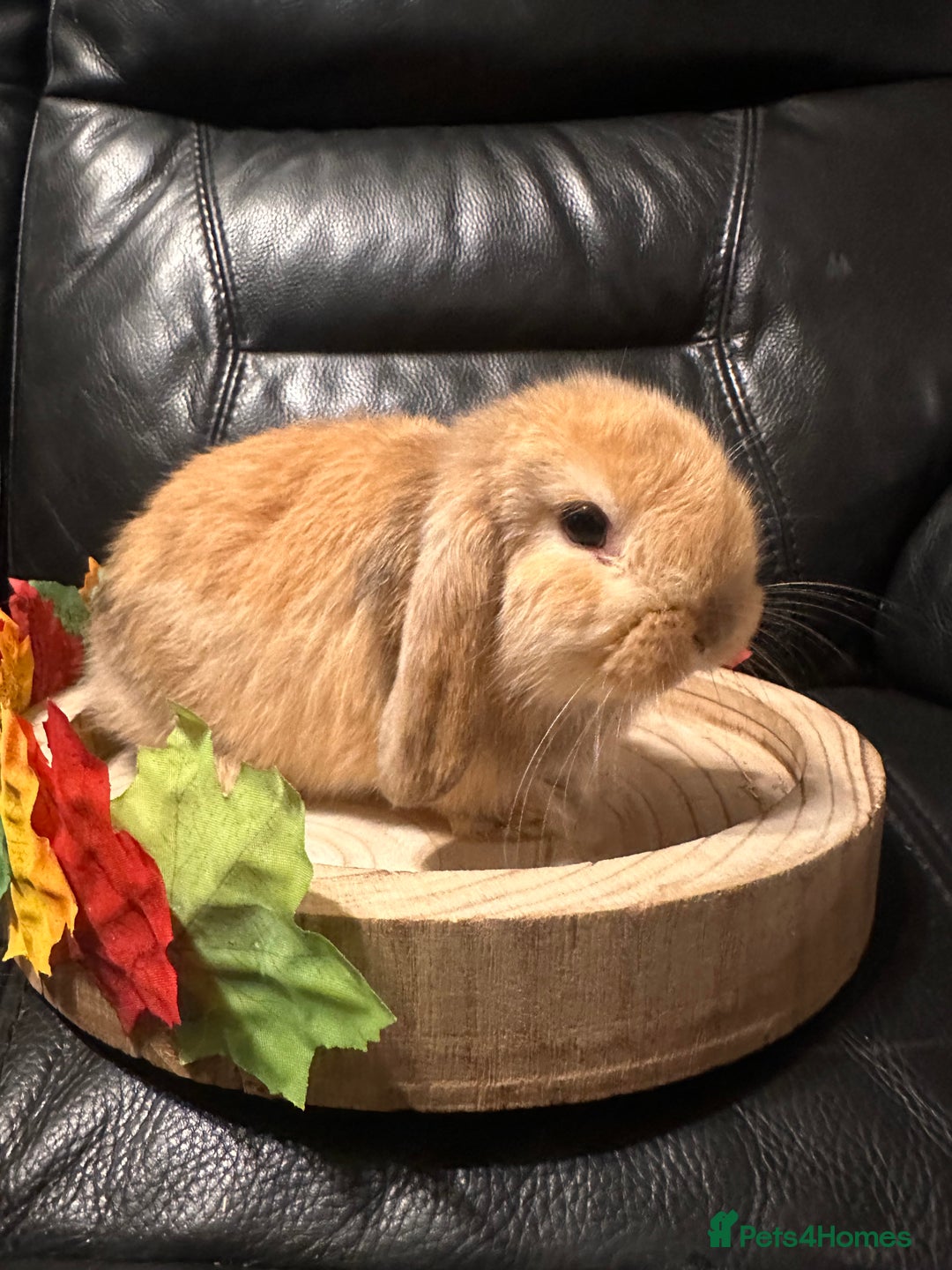 Mini Lop rabbits for sale: Baby mini lops  - Advert 11