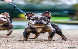 French Bulldog dogs for sale: Stunning fluffy Frenchie boys - Image 7