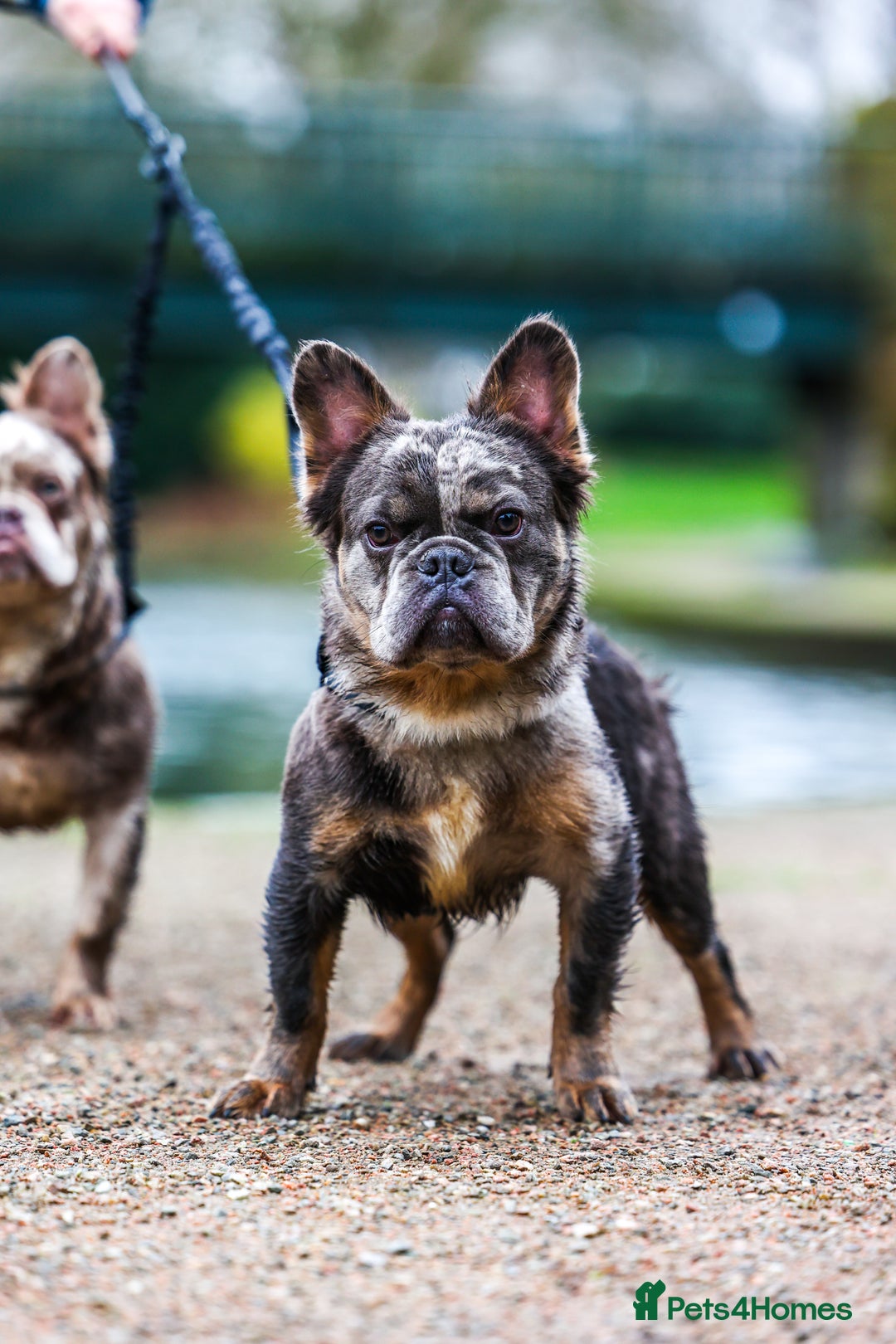 French Bulldog dogs for sale: Stunning fluffy Frenchie boys - Image 7