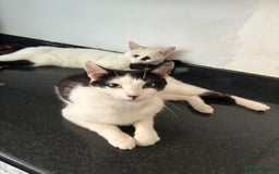 Domestic Shorthair cats for sale: 3 kittens 2 male 1 female - Image 5