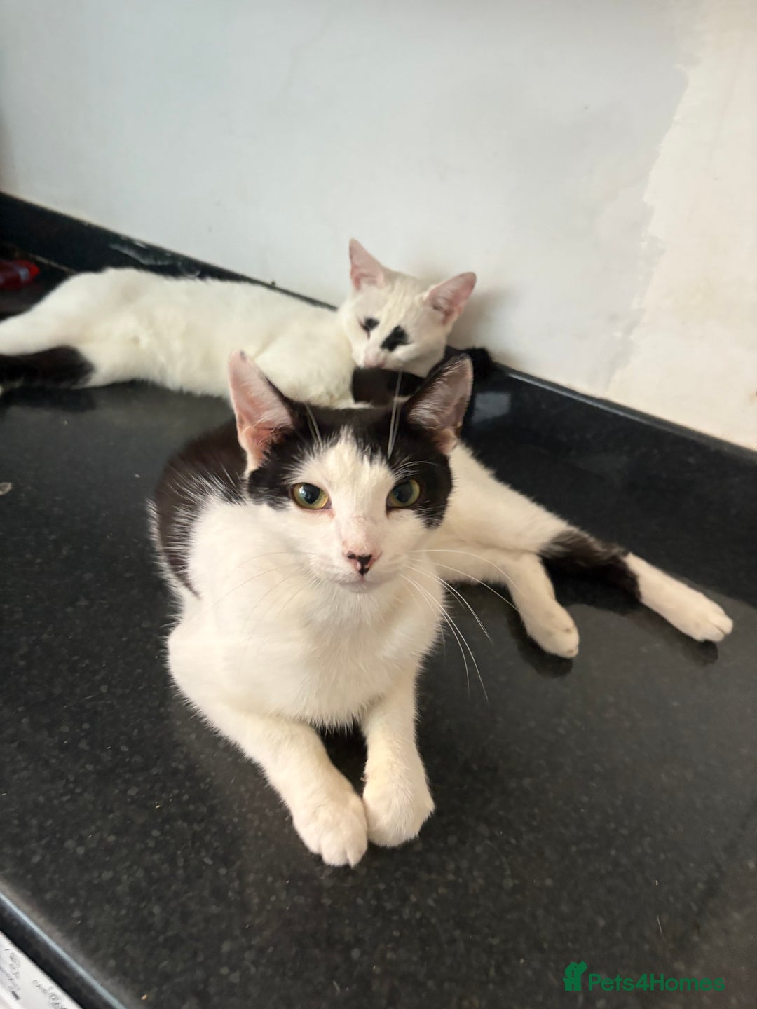 Domestic Shorthair cats for sale: 3 kittens 2 male 1 female - Image 5