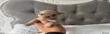 Chihuahua 3