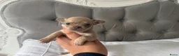 Chihuahua dogs for sale: 🐾🩶 OUTSTANDING litter of EXCEPTIONAL Chihuahuas - Advert 32