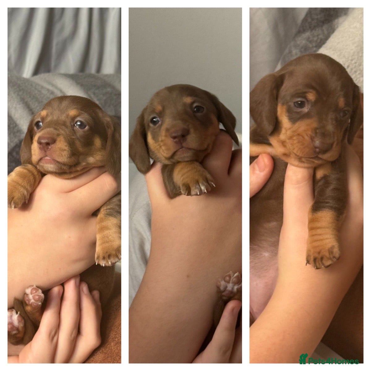 Miniature Dachshund dogs Gorgeous mini dachshunds *2 girls and 1 boy left * - Advert 11