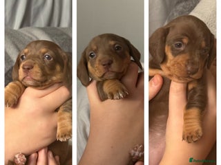 Miniature Dachshund dogs Gorgeous mini dachshunds *2 girls and 1 boy left * - Advert 18