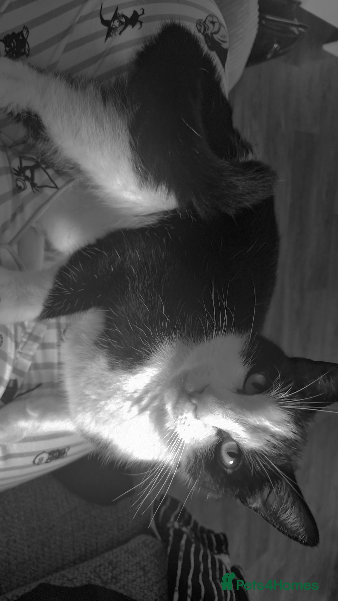 Mixed Breed cats for sale: 2 cats for rehome - Advert 7