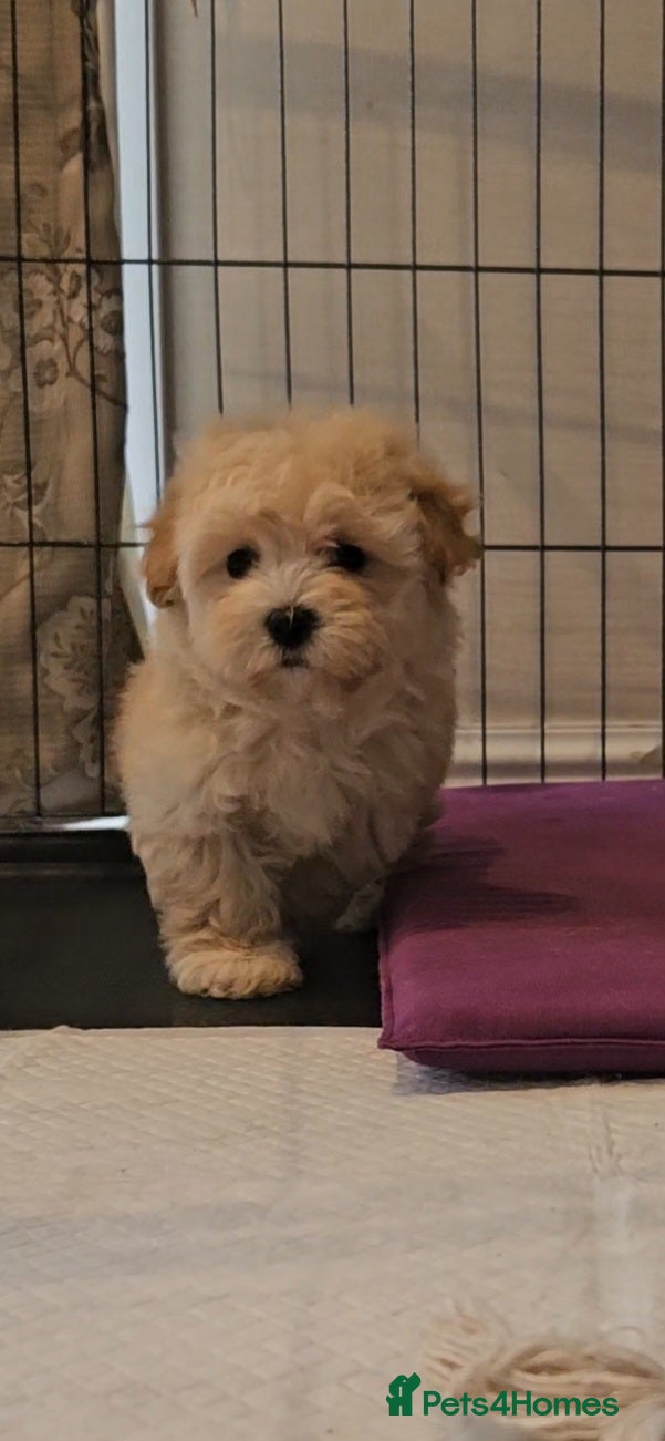Maltipoo dogs F1 Maltipoo puppies - Advert 4